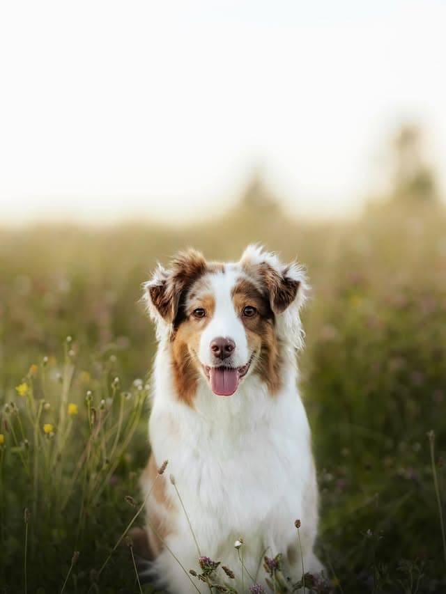 Bowie in the field