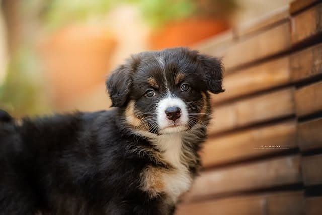 štěně australského ovčáka Villosa Caritas Maddie 2