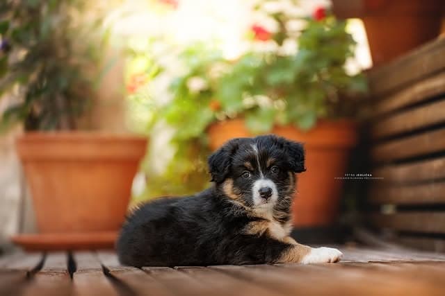 štěně australského ovčáka Villosa Caritas Maddie 4