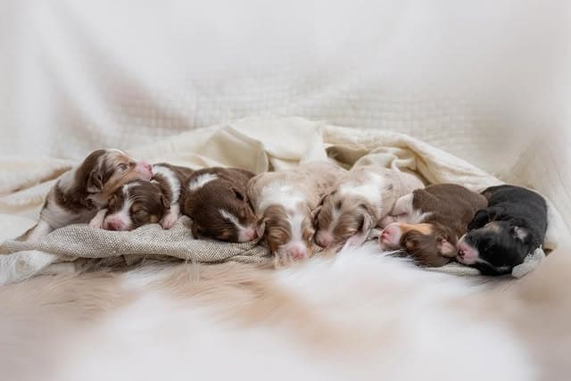 Villosa Caritas puppies