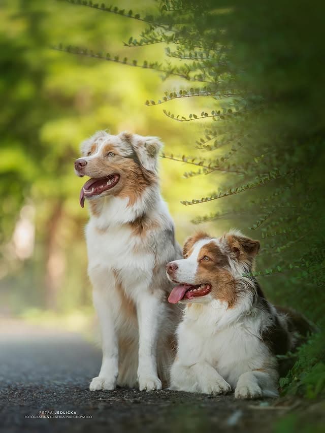 Villosa Caritas Australian Shepherds