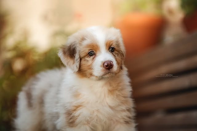 Cappucino portrét 2