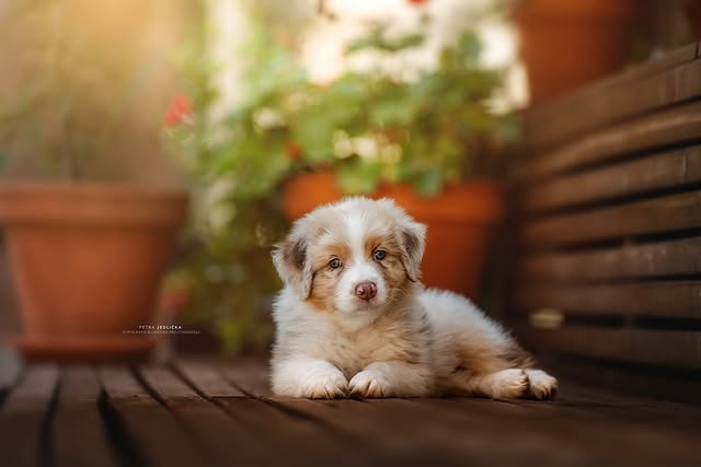 Cappucino portrét 3