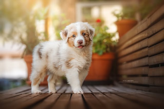 Cappucino portrét 4