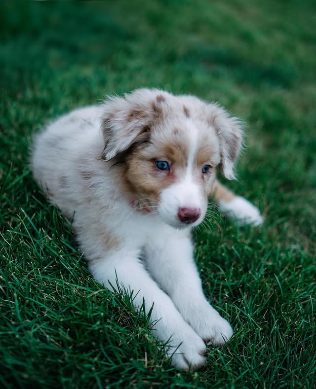 Future jako štěně