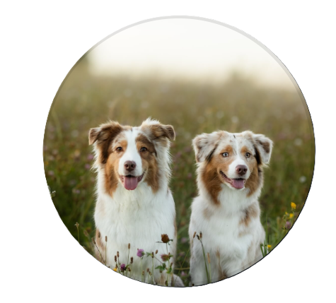 Villosa Caritas logo