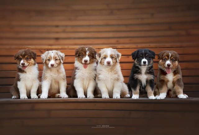 Skupinový portrét štěňat z chovatelské stanice