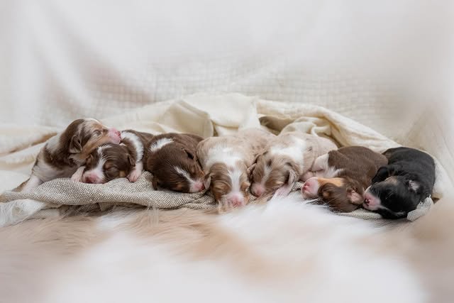 Skupinový portrét štěňat v chovatelské stanici