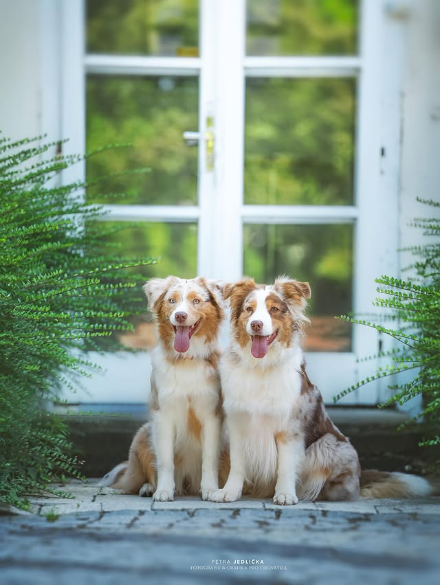 Společný portrét psů u domu
