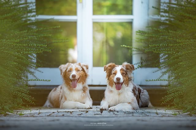 Dva australští ovčáci u okna